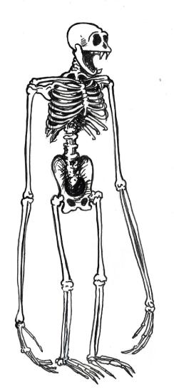 Illustration of the skeletal structure of a typical brachiator.