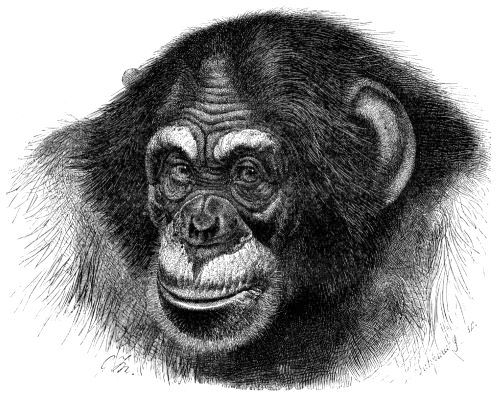 Chimpanzees have big ears, although we don’t know why.