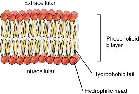 Phospholipid molecules forming a bilayer with their hydrophobic tails and hydrophilic heads.