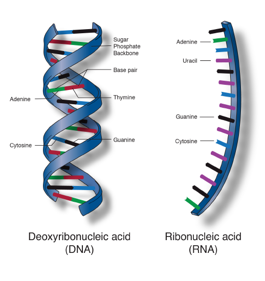 Structural components that form double-stranded nucleic acid (DNA) or single-stranded nucleic acid (RNA).