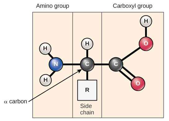 Chemical elements that characterize an amino acid. C: carbon; N: Nitrogen; O: Oxygen; H: Hydrogen.