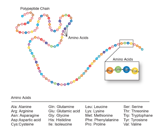 Amino acids (20 different types) strung together form a polypeptide chain.