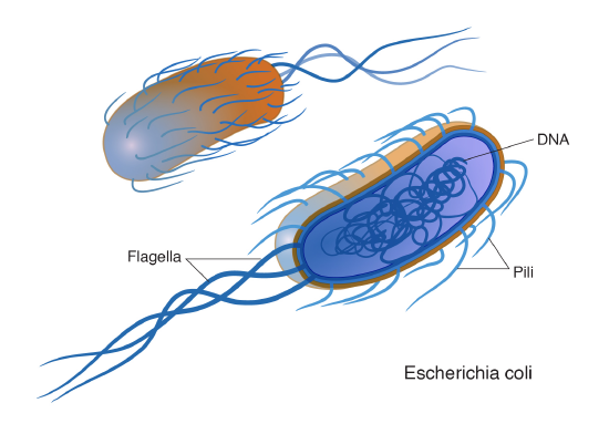 A representation of the single-celled body of E. coli bacteria.