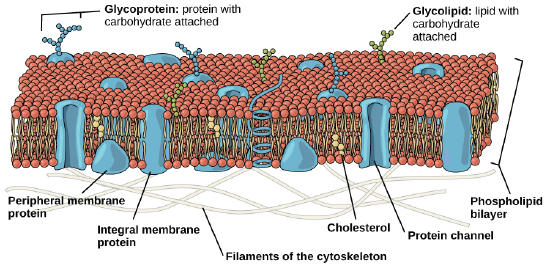 A phospholipid bilayer with membrane-bound carbohydrates and proteins.