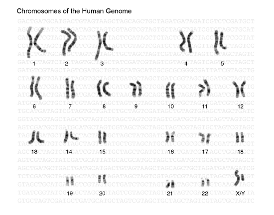 The 23 human chromosome pairs.