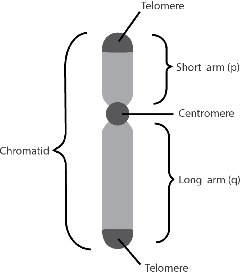 The regions of a chromosome.
