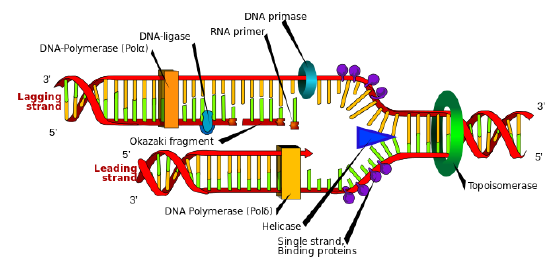The different enzymes associated with DNA replication.