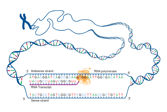 RNA polymerase catalyzing DNA transcription.