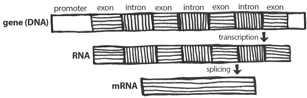 RNA processing is the modification of RNA