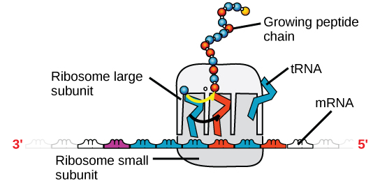  Translation of mRNA into an amino acid.