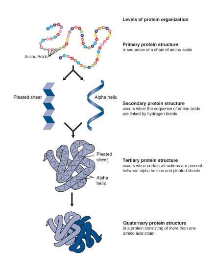 levels of protein organization