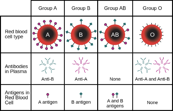 The different combinations of ABO blood alleles (A, B, and O) to form ABO blood genotypes.