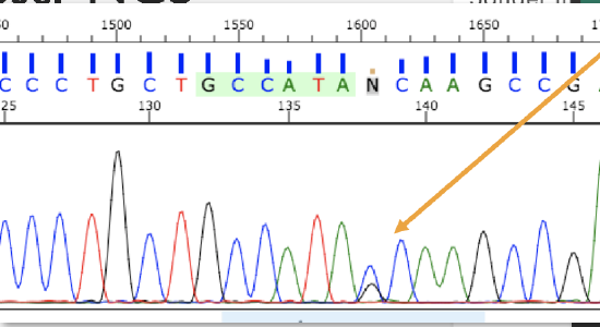 Sanger sequencing results showing a heterozygous DNA nucleotide.