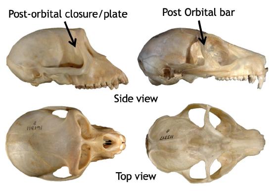 Image of primate skull showing a postorbital bar, full postorbital closure, a postorbital plate.