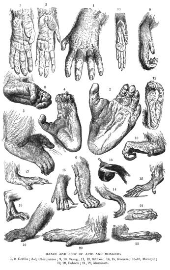 Image of illustrations showing drawings of the hands and feet of different primates. 
