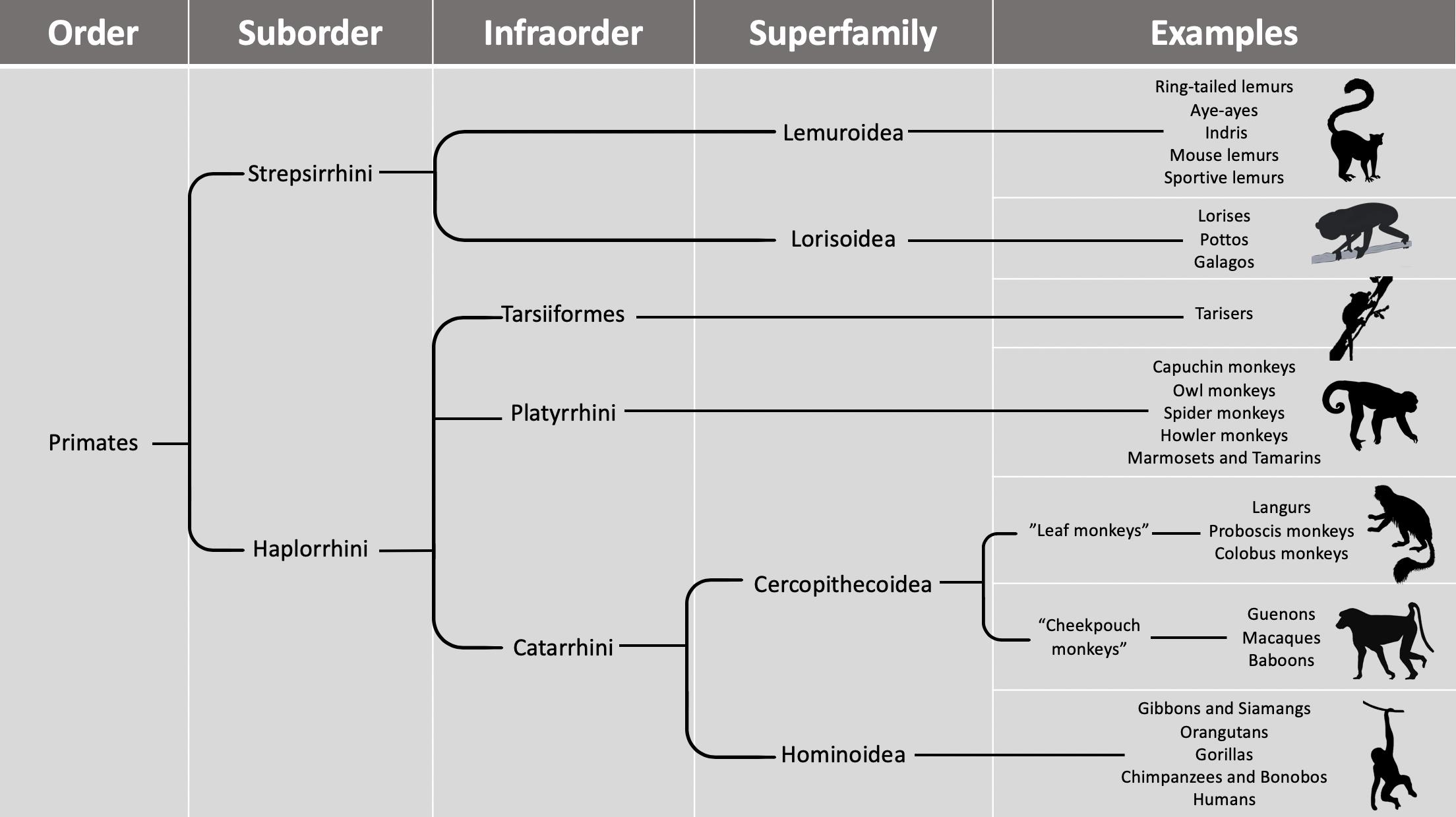Taxonomy chart showing the major groups of primate taxa.