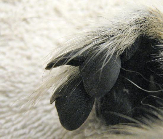 The foot of a ring-tailed lemur showing its grooming claw on the second digit.