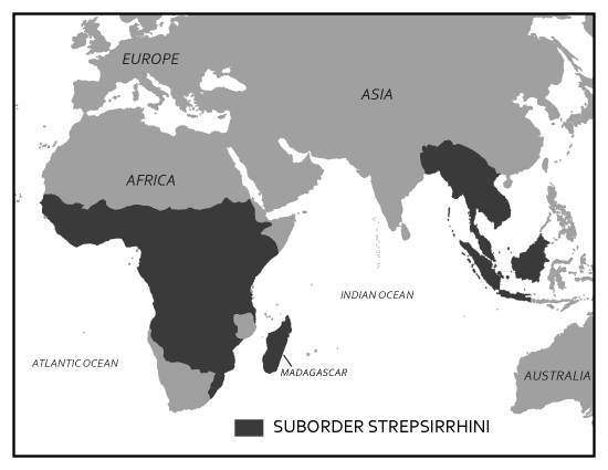 Map of geographic distribution of living strepsirrhines.