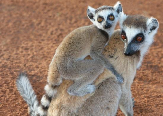 Image of lemurs.