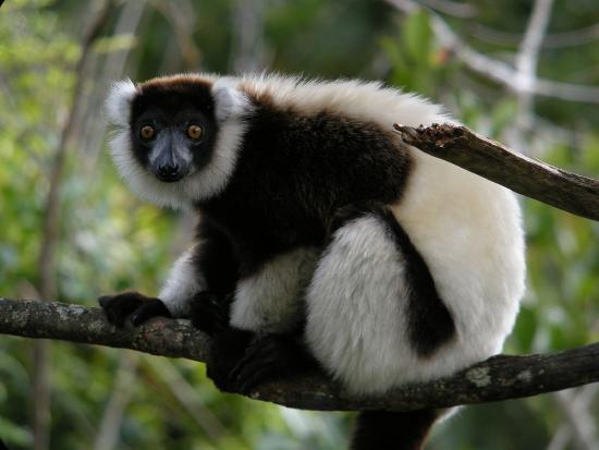Image of a black and white ruffed lemur.