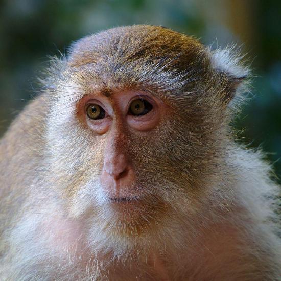 Image of a macaque.
