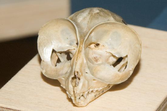 Skull of a Tarsier.