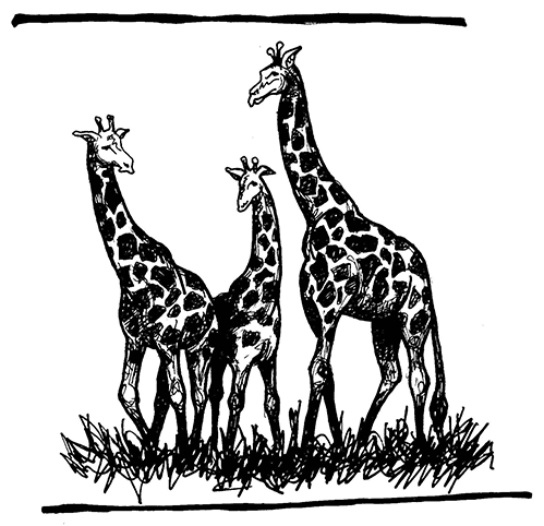 The Modern Synthesis perspective: The ancestral population  of giraffe had a range of variation in neck length. Those individuals with the longest necks would be the most likely to survive to pass on their longer-neck alleles to future generations.