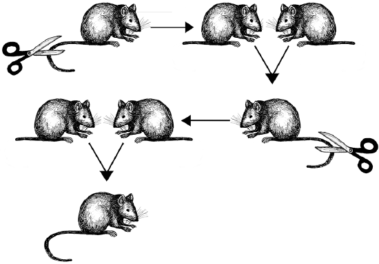 Weismann’s mouse-tail experiment showing that offspring do not inherit traits that the parents acquired during their lifetimes. 