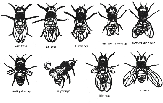 Examples of mutations producing phenotypic variation in a single species of fruit fly.