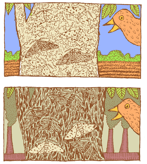Dark and light peppered moth variants and their relative camouflage abilities on clean (top) and sooty (bottom) trees.