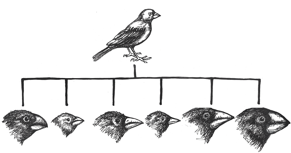 Illustration of Darwin’s finches demonstrating Adaptive Radiation