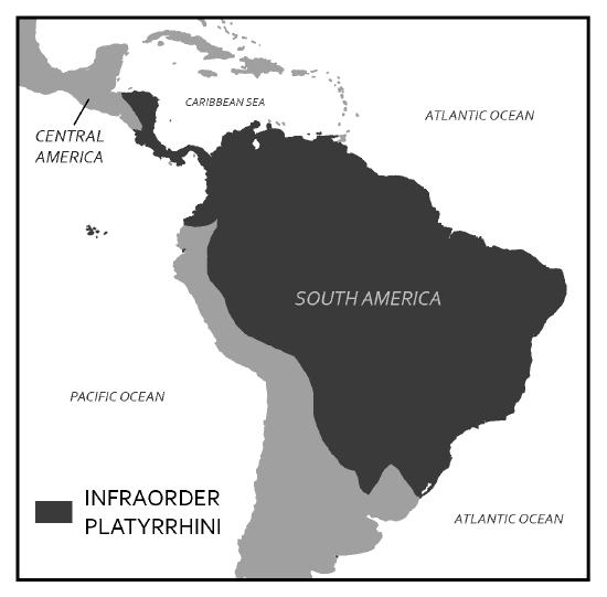 Map of geographic distribution of the platyrrhines across Central and South America.