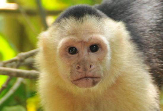  A capuchin monkey with a typical platyrrhine nose shape.