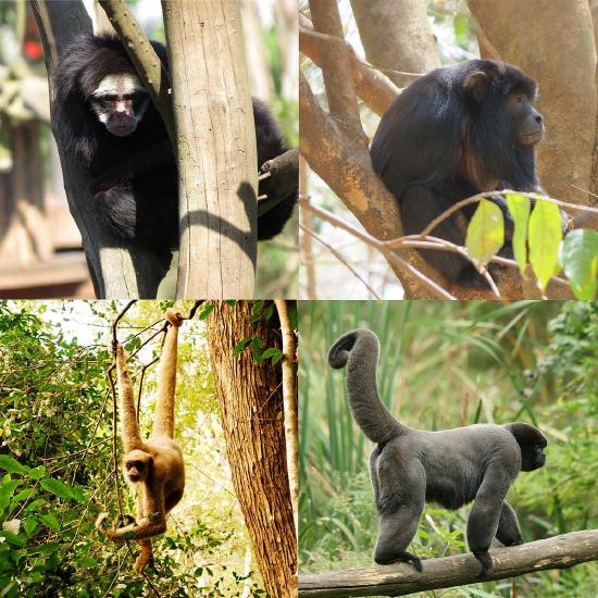 Images of a howler monkey, woolly monkey, woolly spider monkey, and spider monkey.