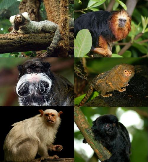 Images of a  golden-headed lion tamarin, pygmy marmoset, Goeldi’s monkey, bare-eared marmoset, emperor tamarin, and common marmoset.