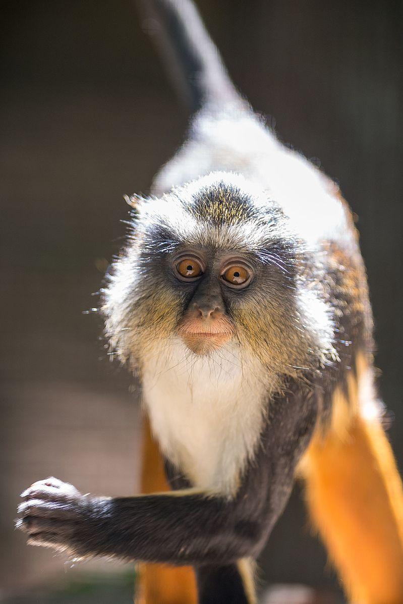 Image of a Wolf’s guenon with a typical catarrhine nose. 