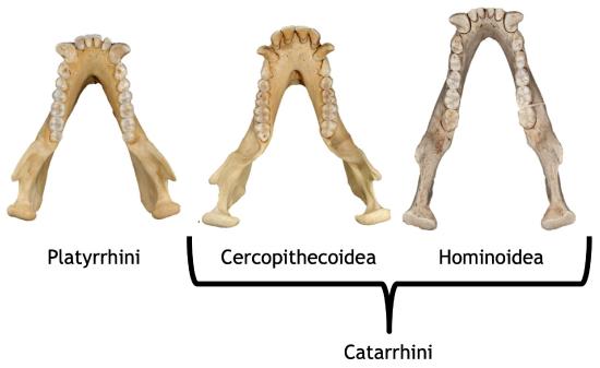 Platyrrhini vs. Catarrhini dentition.