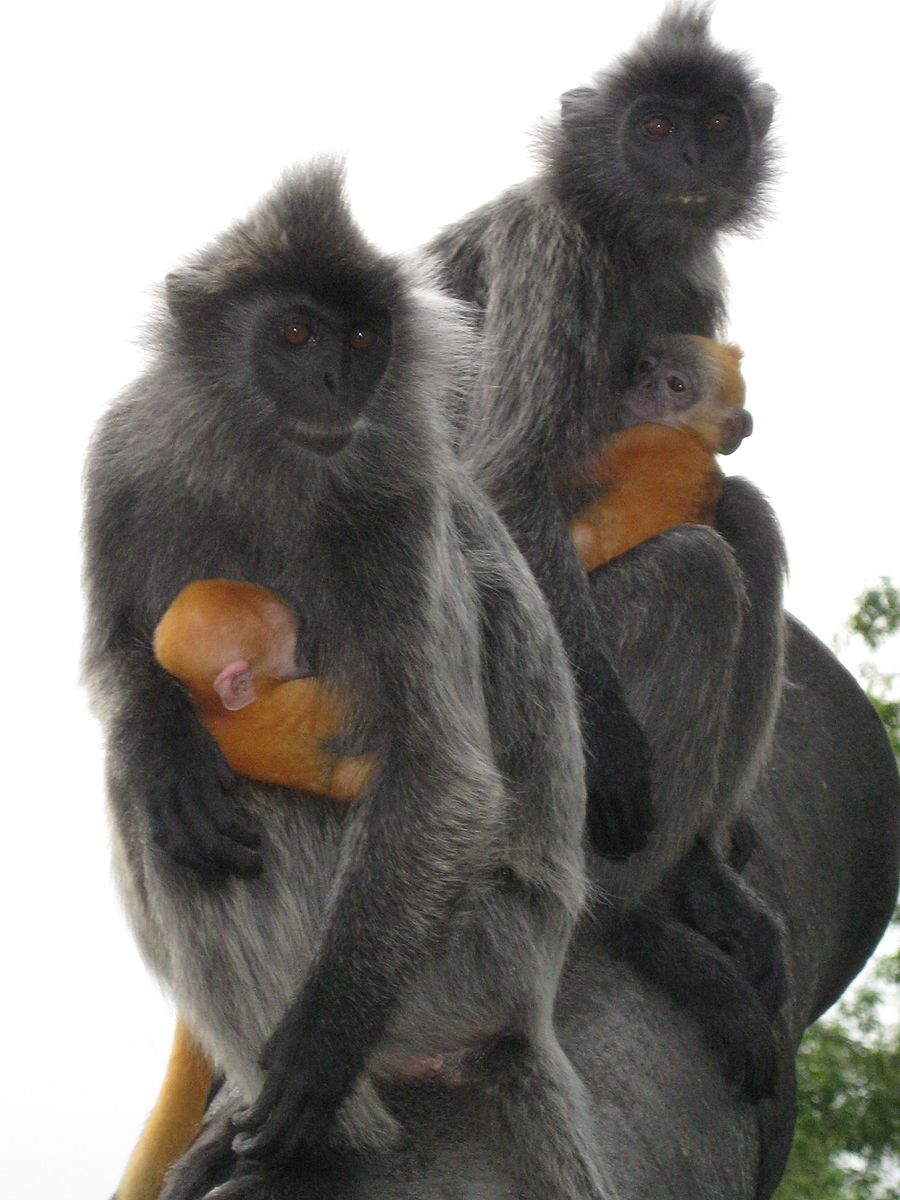 Silver leaf monkeys with infants born with orange fur.