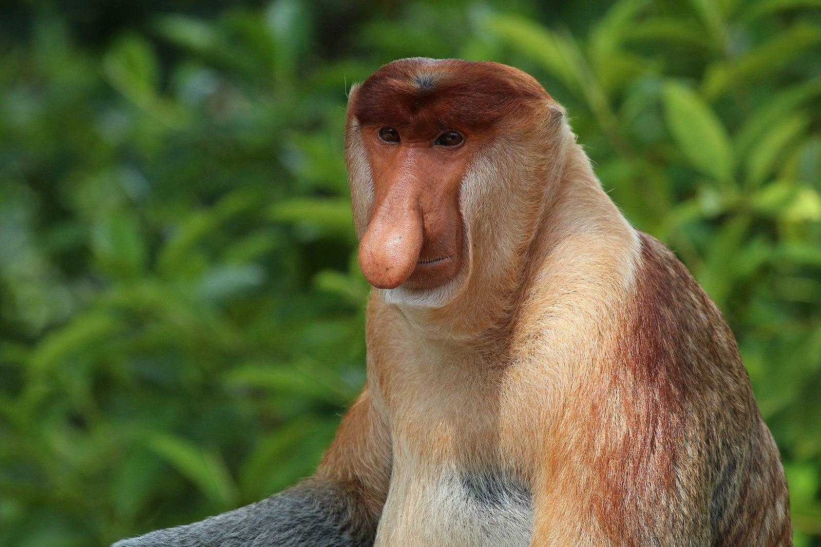 Proboscis monkeys are one of several “odd-nosed” leaf monkeys.