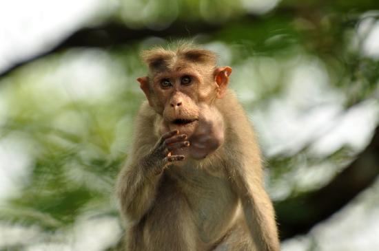 A bonnet macaque has filled its cheek pouches with food.