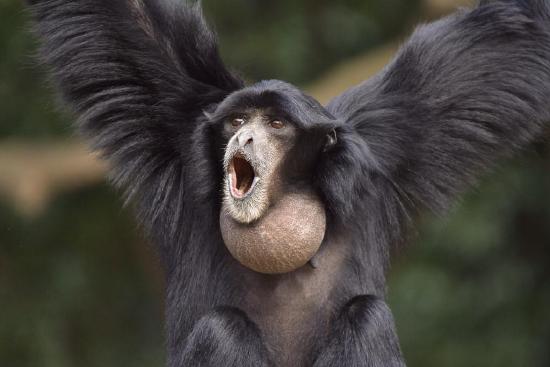 Siamangs are the largest of the Hylobatidae family.