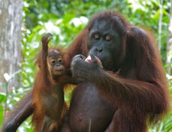  A female orangutan and her infant.