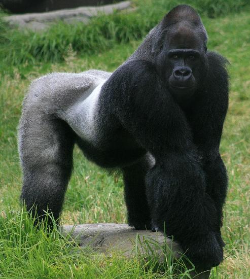 A female gorilla and her offspring.