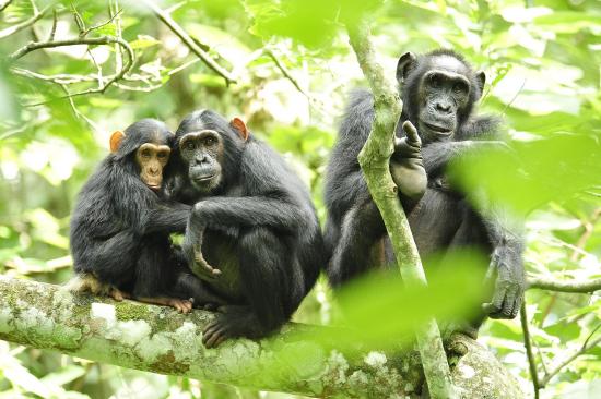  A common chimpanzee, Pan troglodytes, female and her offspring.