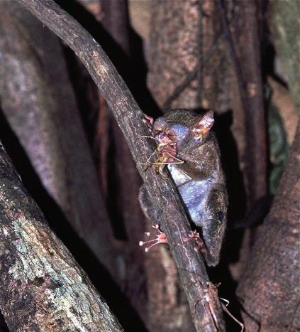  A spectral tarsier eating a grasshopper.