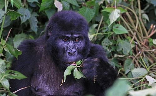 A mountain gorilla eating leaves.