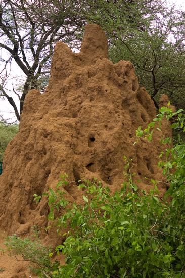  Photo of a termite mound in Tanzania. Inside the mound, insects are abundant and clumped.