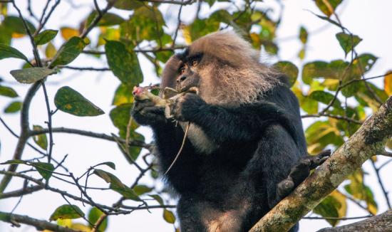 Opportunistic hunting of a lizard by a lion-tailed macaque
