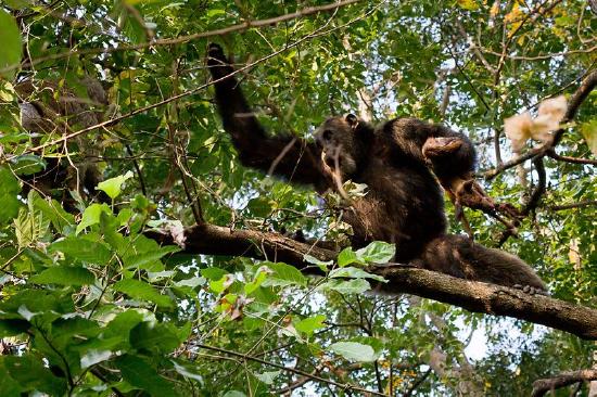Adult male chimpanzee in Gombe Stream National Park, Tanzania with dead bushbuck.