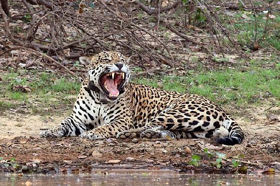 640px-Jaguar_Panthera_onca_palustris_male_Rio_Negro_2.jpeg
